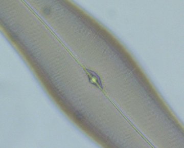 Hellfeld-Binokularmikroskop medicus pro B